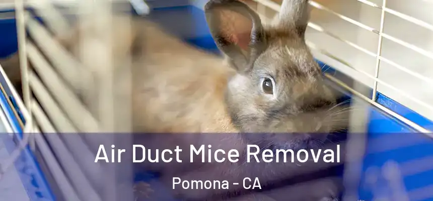Air Duct Mice Removal Pomona - CA